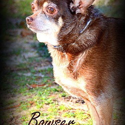 Thumbnail photo of Bowser #1