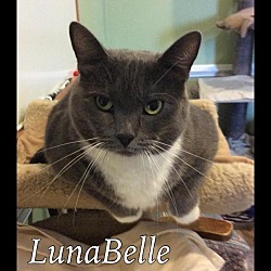 Thumbnail photo of LunaBelle #1