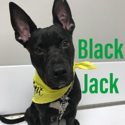 Photo of Black Jack