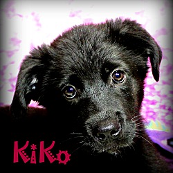 Thumbnail photo of KiKo~adopted! #2
