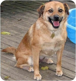 Overland Park Ks Pug Meet Carmen A Pet For Adoption