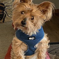 Photo of Max  adoption pending!