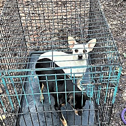 Thumbnail photo of ABANDONED CHIHUAHUAS-FOSTER NEEDED #1