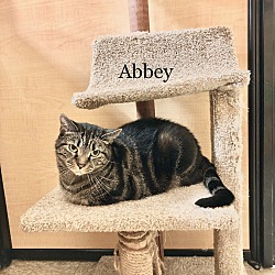 Thumbnail photo of Abbey #3