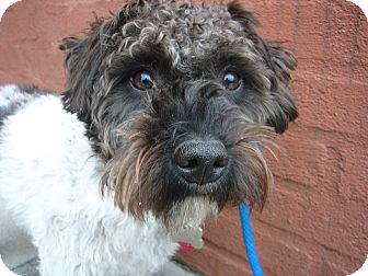 schnauzer miniature poodle mix