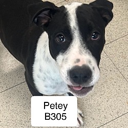 Photo of Petey B305