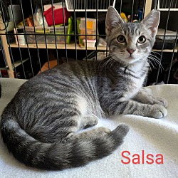 Thumbnail photo of Salsa #1