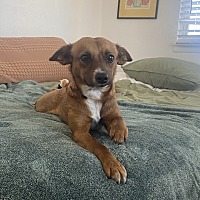 adopt a pet