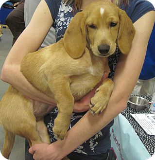 pomeranian basset hound mix