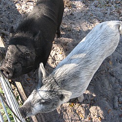 Thumbnail photo of "Roady" Pot-bellied pig #1