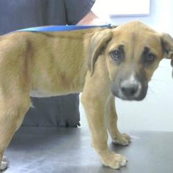 Farmington Regional Animal Shelter in Farmington, New Mexico