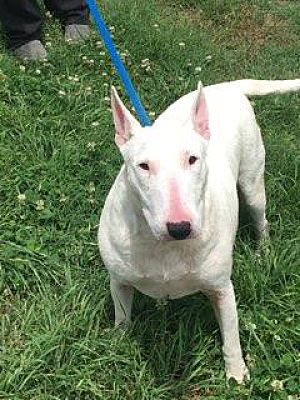 Hot Springs, AR - Bull Terrier. Meet Pixie a Pet for Adoption ...