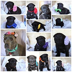 Photo of 13 Puppies Available to Adopt!