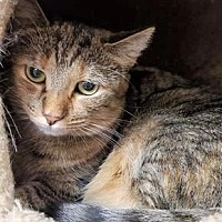 Adopt A Pet :: Ava - Leonardtown, MD
