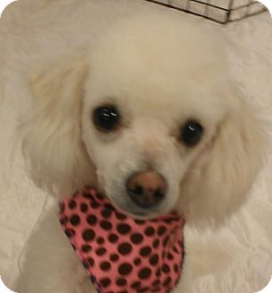 Phoenix Az Poodle Toy Or Tea Cup Meet Lambchop Non Shed A Phoenix Az Poodle Toy Or Tea Cup Meet Lambchop Non Shed A Pet For Adoption