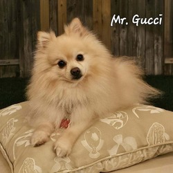 Photo of Gucci