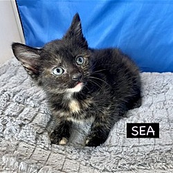 Thumbnail photo of CAT-Sea #1