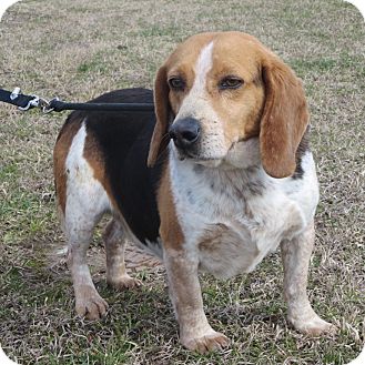 Elizabeth City Nc Beagle Meet Bo A Pet For Adoption