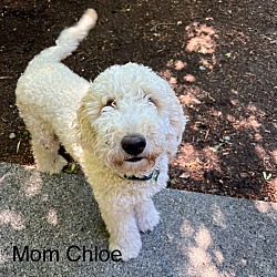 Thumbnail photo of Cadbury - Yummy Poodle Mix Puppy #2