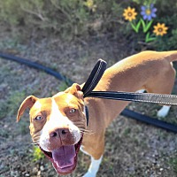 adopt a pet
