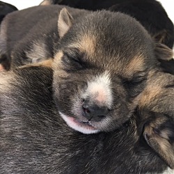 Thumbnail photo of Juneau Puppies #2