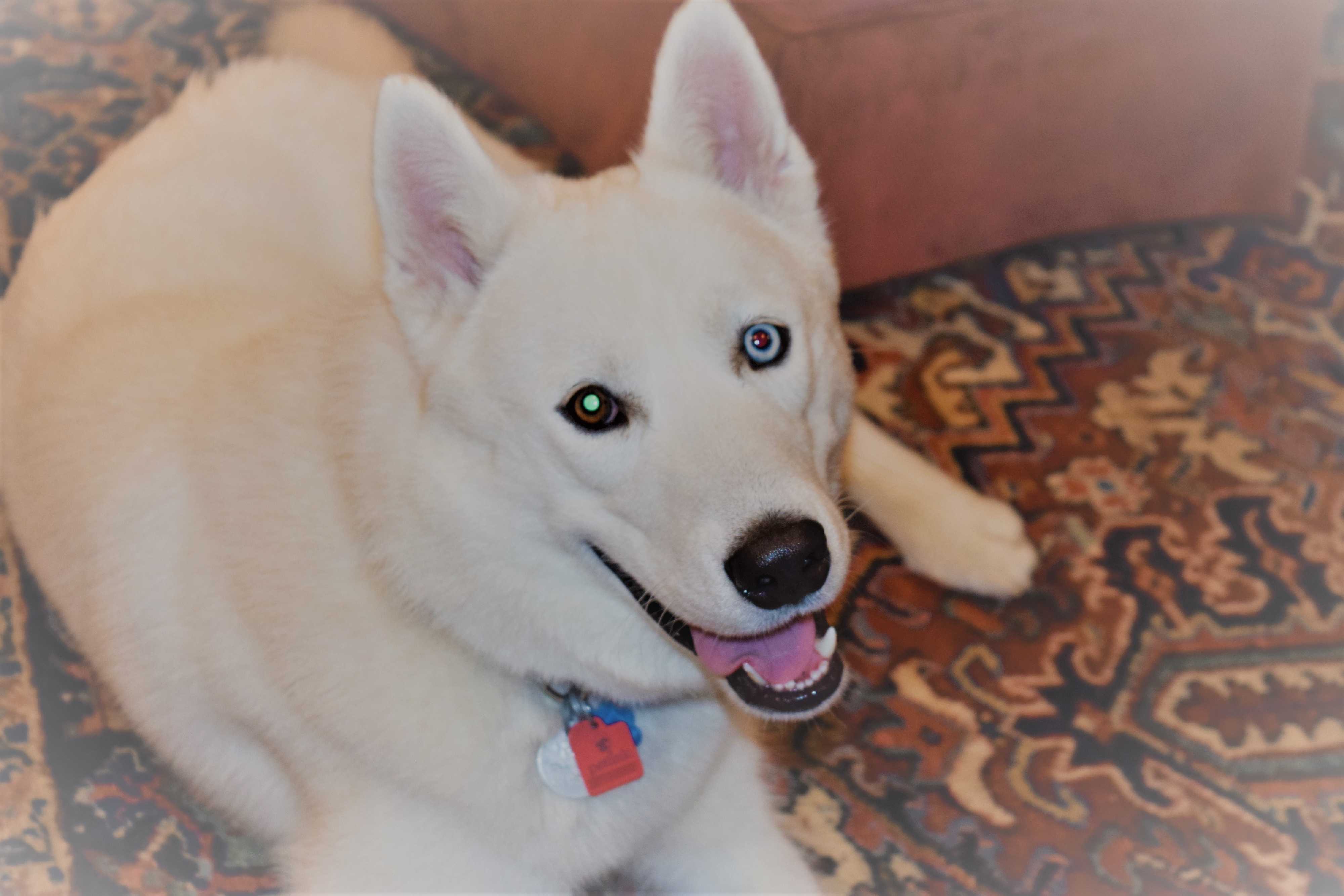Knoxville Tn Siberian Husky Meet Astro A Pet For Adoption Adoptapet Com