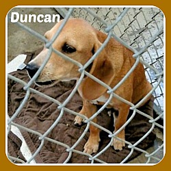 Photo of DUNCAN