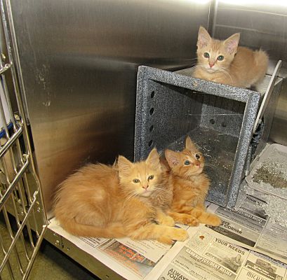 Henderson, NC - Domestic Mediumhair. Meet Orange Kittens (3) a Pet for  Adoption 