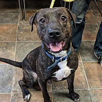 Columbiana County Dog Pound & Adoption Center in Lisbon, Ohio