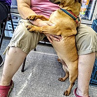 adopt a pet