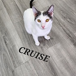 Photo of Cruise