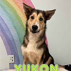 Thumbnail photo of Yukon/survivor #1