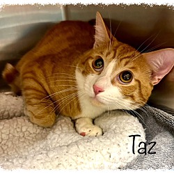 Thumbnail photo of TAZ #1