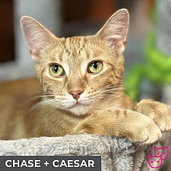 Thumbnail photo of Caesar (bonded with Chase) #2
