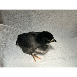 Photo of CHICK 8