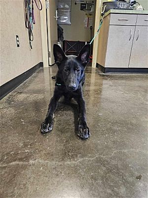 Rockwall, TX - German Shepherd Dog. Meet Found stray: Midge a Pet for ...