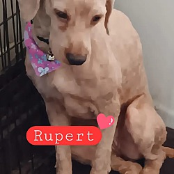 Photo of Rupert