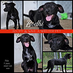 Photo of Bodhi