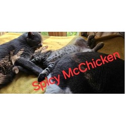 Thumbnail photo of Spicy McChicken #3