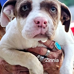 Thumbnail photo of Zinnia #1