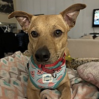 adopt a pet
