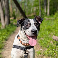 adopt a pet