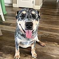 adopt-pet