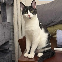adopt a pet