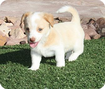 shiba inu australian shepherd mix puppies