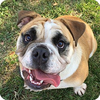 Santa Ana, CA - English Bulldog. Meet Clyde a Pet for Adoption.