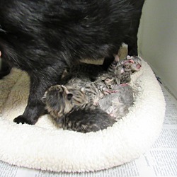 Thumbnail photo of Pixie & 6 newborn kittens #3