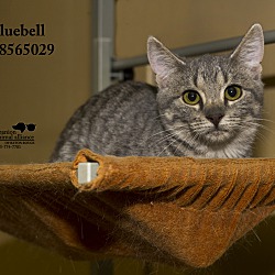 Thumbnail photo of Bluebell (In a Foster Home) #1