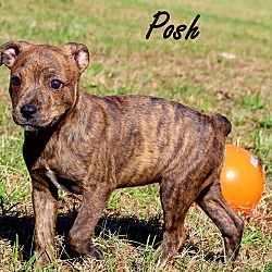 Thumbnail photo of Posh~adopted! #3