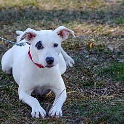 Photo of Dot